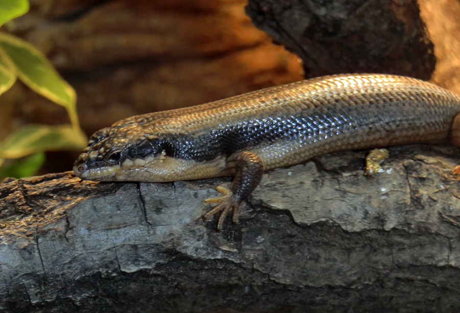 Baumskink im Wuppertaler Zoo im September 2013