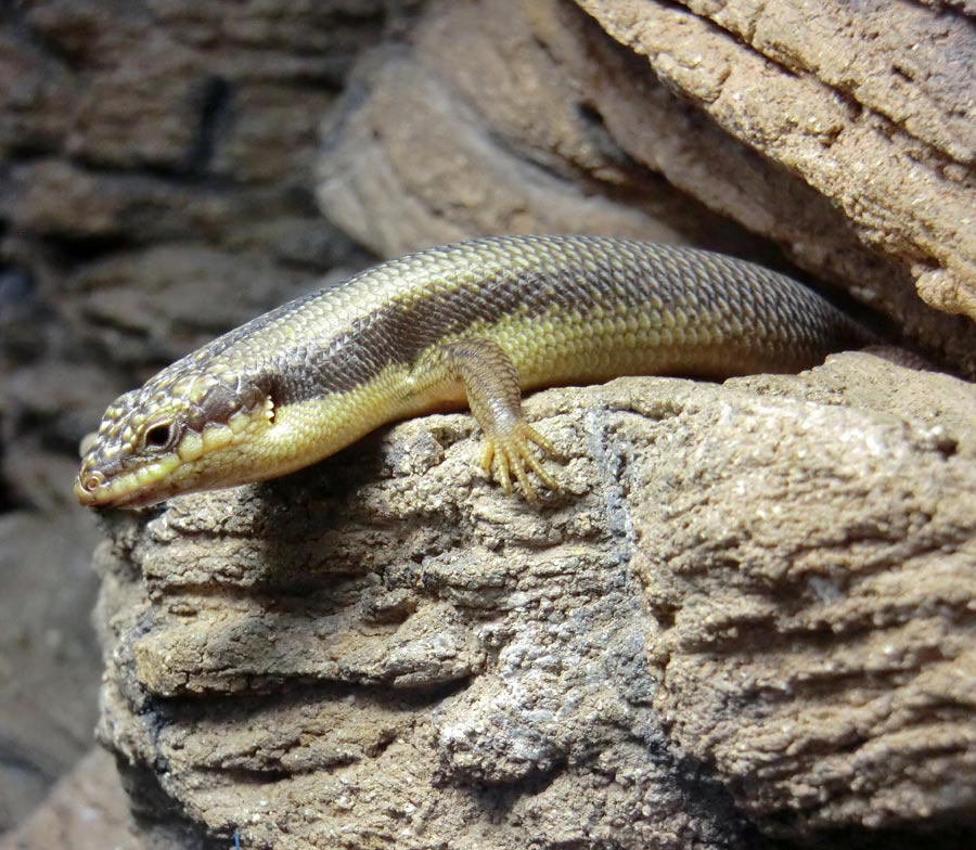 Baumskink im Wuppertaler Zoo im Oktober 2013