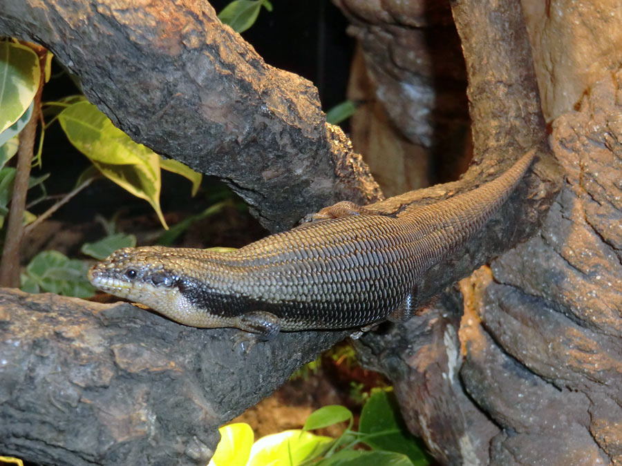 Baumskink im Wuppertaler Zoo im Oktober 2013