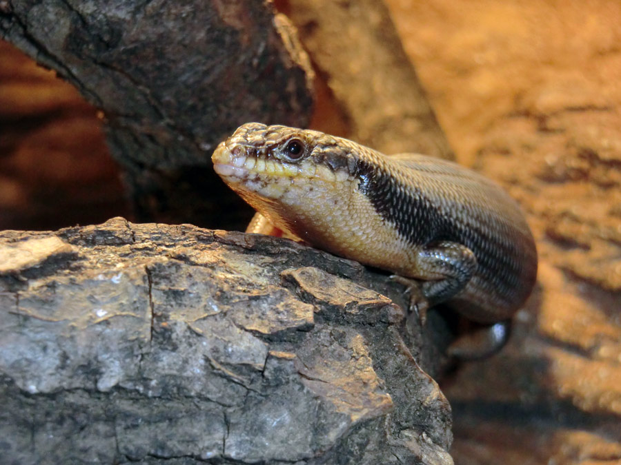 Baumskink im Zoo Wuppertal im Oktober 2013