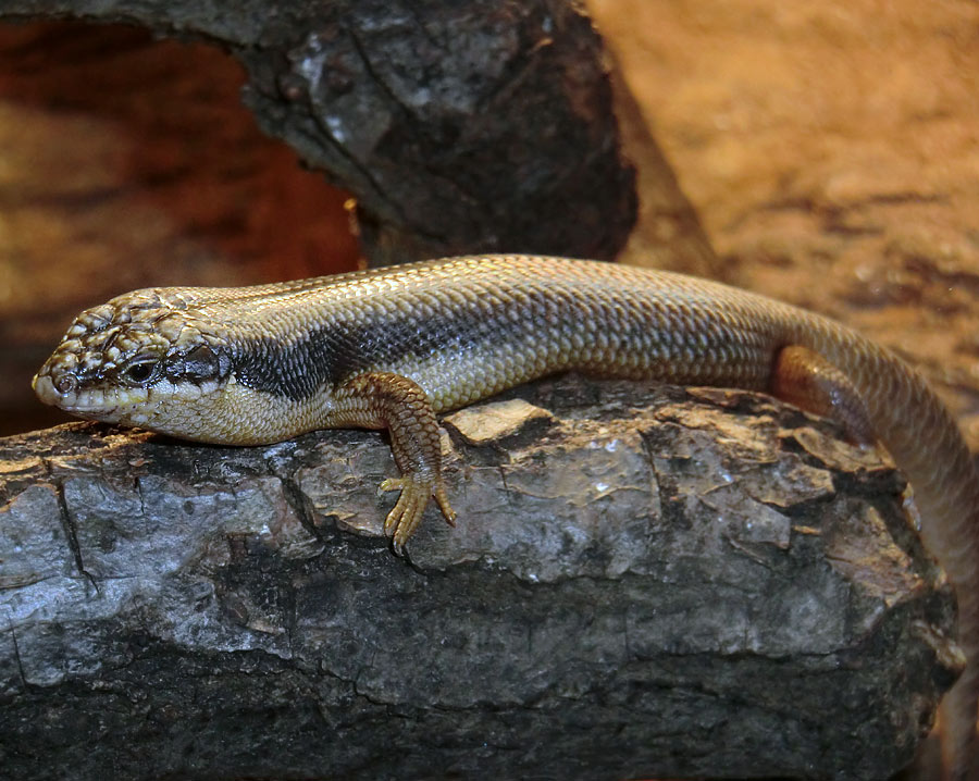 Baumskink im Zoologischen Garten Wuppertal im November 2013