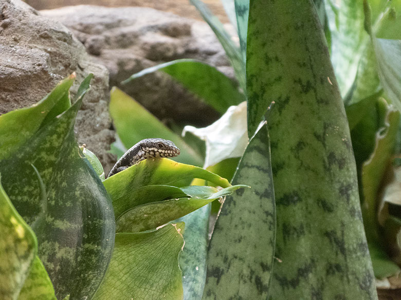 Baumskink-Jungtier am 30. März 2019 im Terrarium im Zoologischen Garten Wuppertal