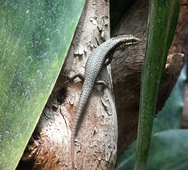 Baumskink-Jungtier am 30. März 2019 im Terrarium im Grünen Zoo Wuppertal