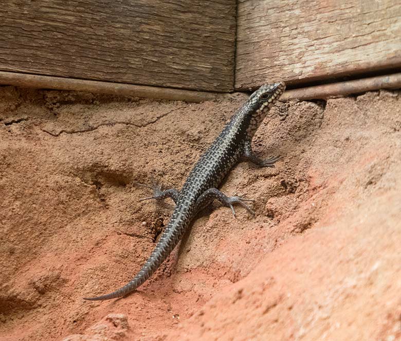 Baumskink-Jungtier am 30. März 2019 im Terrarium im Wuppertaler Zoo