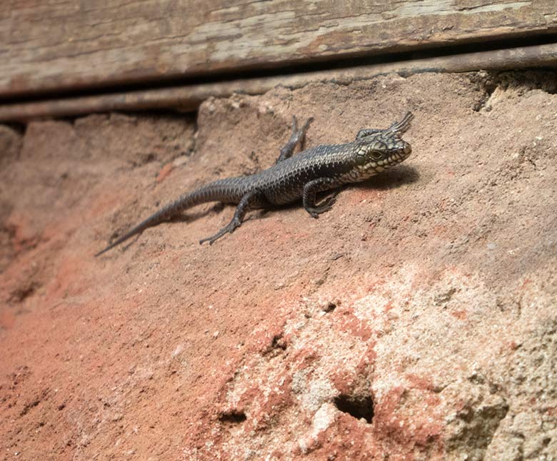 Baumskink-Jungtier am 30. März 2019 im Terrarium im Zoologischen Garten der Stadt Wuppertal