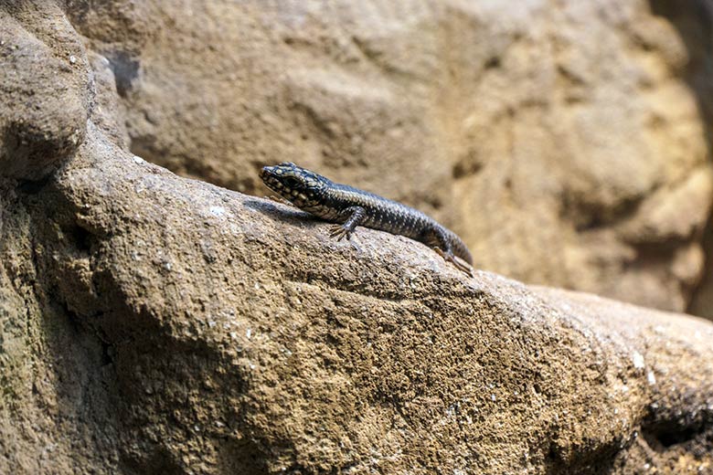 Junger Baumskink am 13. März 2022 im Terrarium im Grünen Zoo Wuppertal