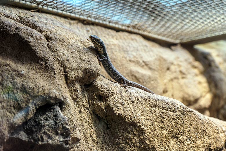 Junger Baumskink am 13. März 2022 im Terrarium im Zoologischen Garten Wuppertal