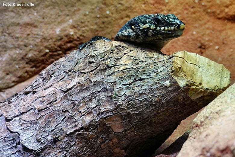 Baumskink am 24. Januar 2023 im Terrarium im Grünen Zoo Wuppertal (Foto Klaus Tüller)