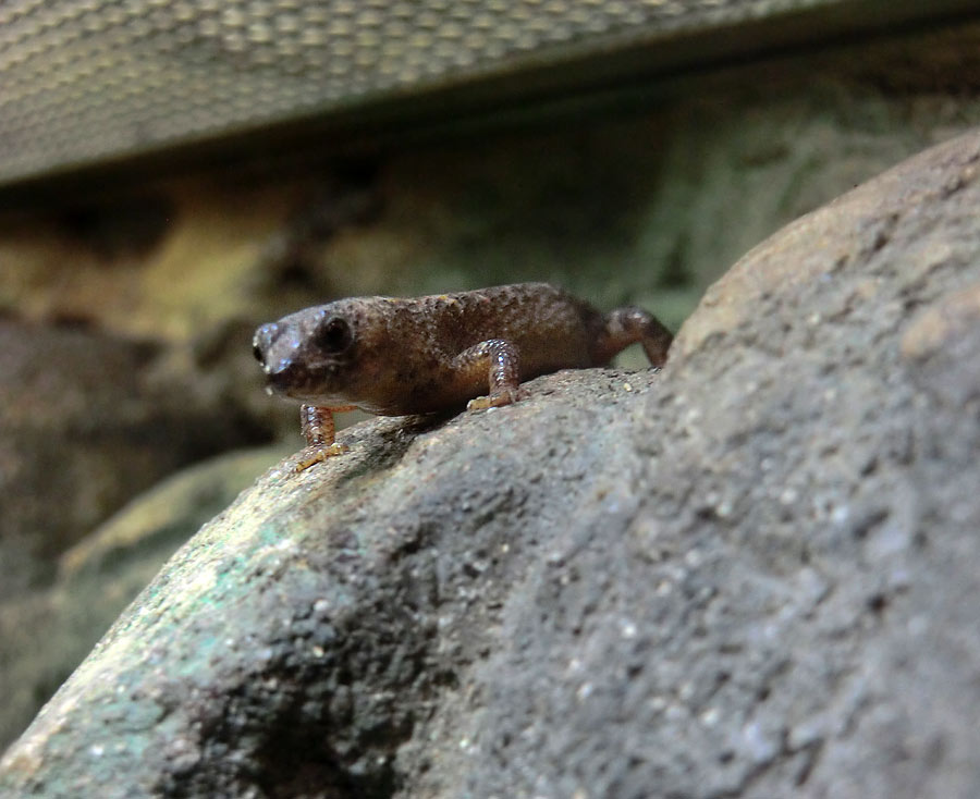 Chinesischer Wasserskink im Zoo Wuppertal im September 2014