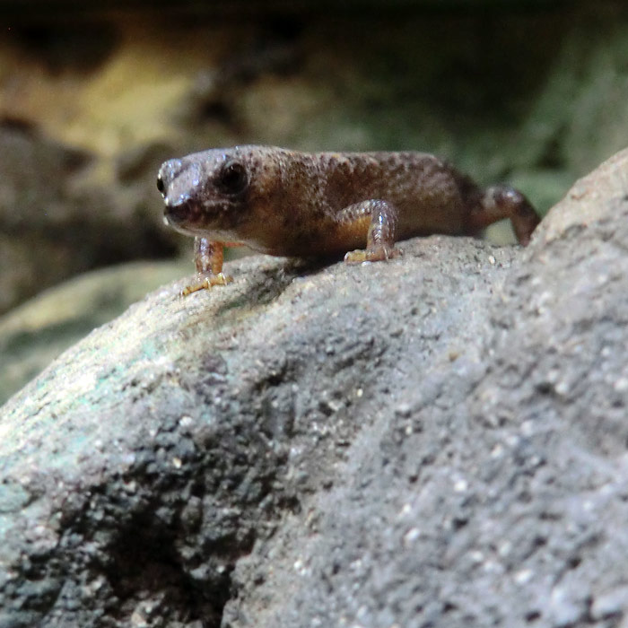 Chinesischer Wasserskink im Wuppertaler Zoo im September 2014