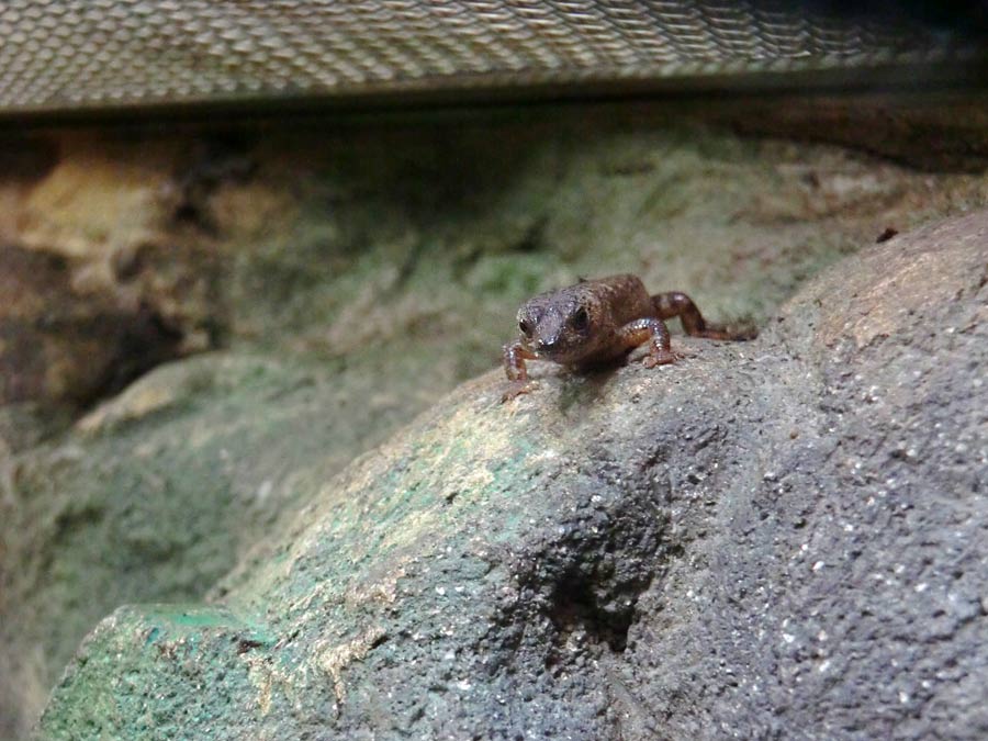 Chinesischer Wasserskink im Zoologischen Garten Wuppertal im September 2014