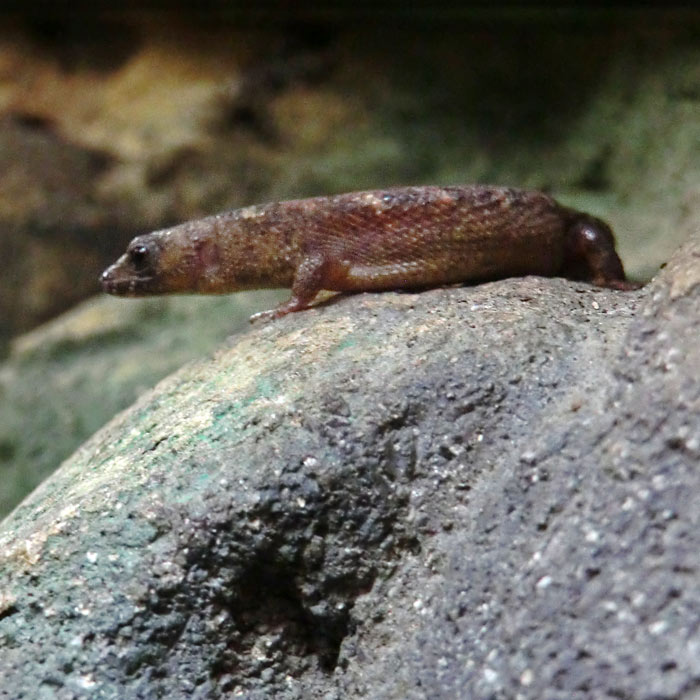 Chinesischer Wasserskink im Wuppertaler Zoo im September 2014