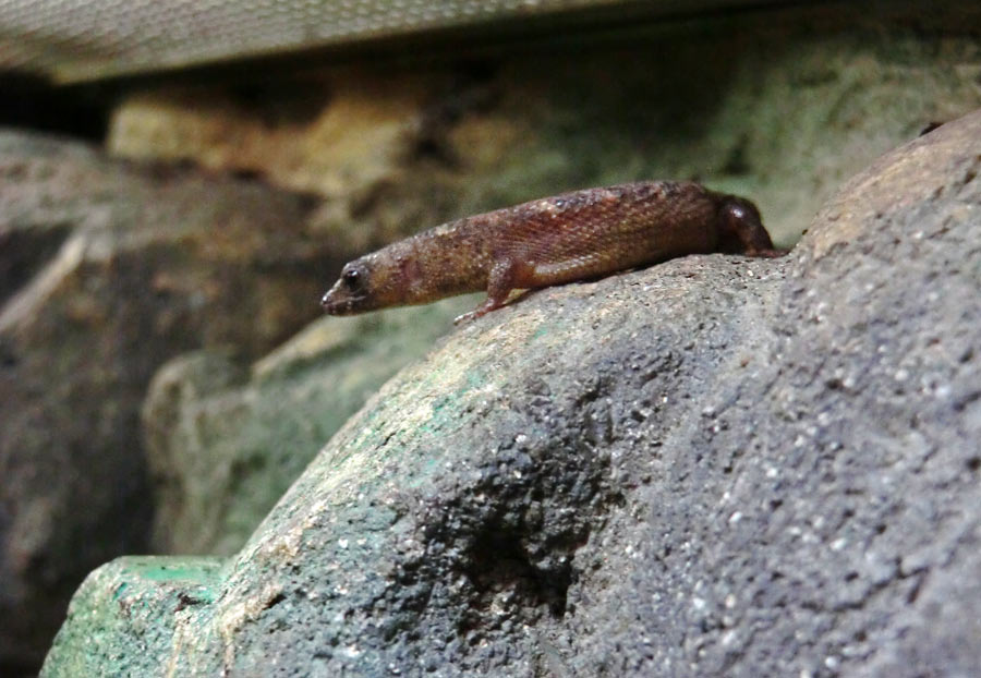 Chinesischer Wasserskink im Zoo Wuppertal im September 2014