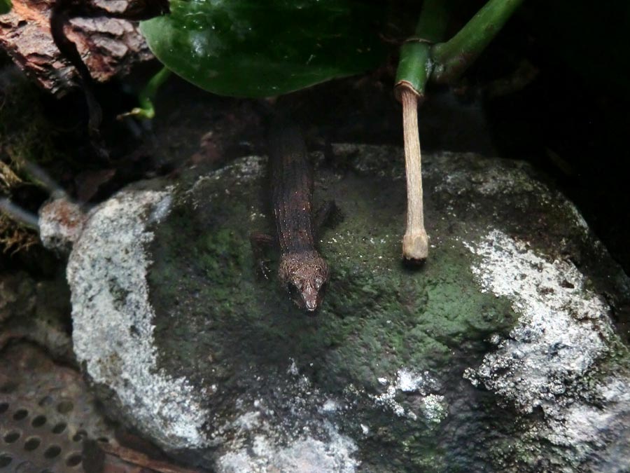 Chinesischer Wasserskink im Wuppertaler Zoo am 12. Oktober 2014