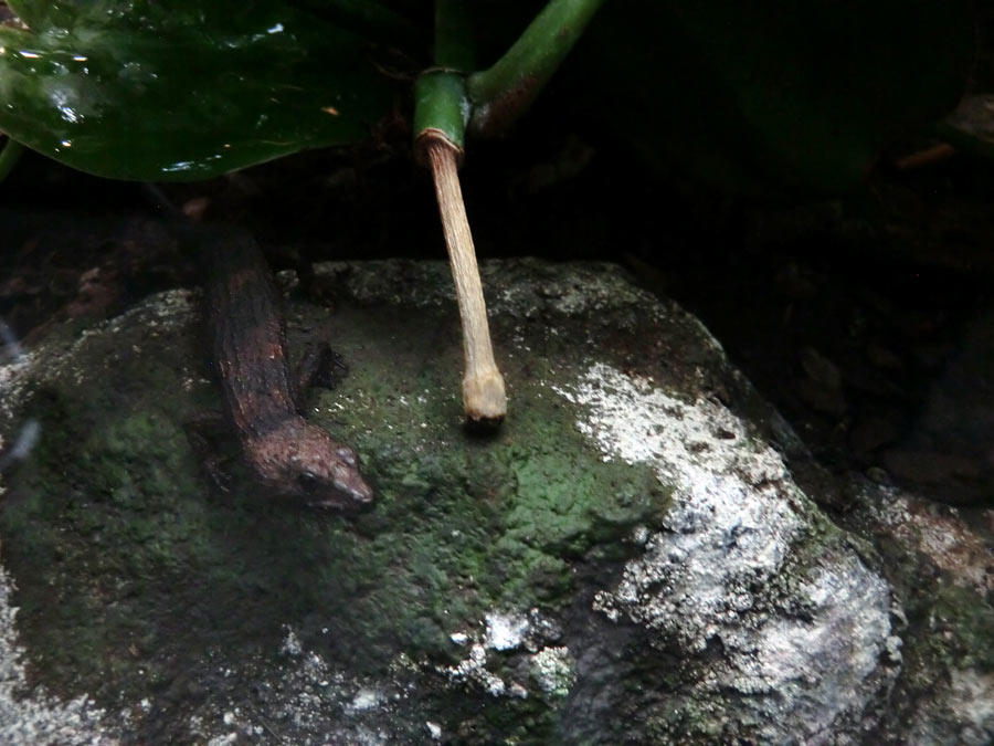 Chinesischer Wasserskink im Zoo Wuppertal im Oktober 2014