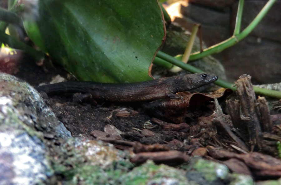 Chinesischer Wasserskink im Zoologischen Garten Wuppertal im Oktober 2014