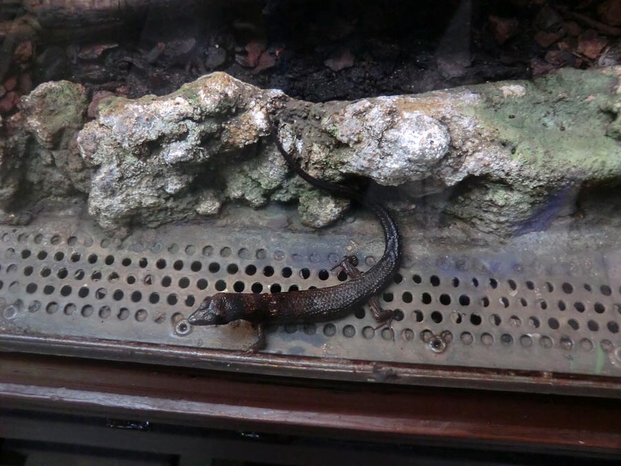 Chinesischer Wasserskink im Wuppertaler Zoo am 16. November 2014