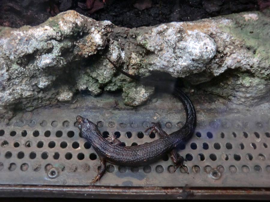 Chinesischer Wasserskink im Zoo Wuppertal im November 2014