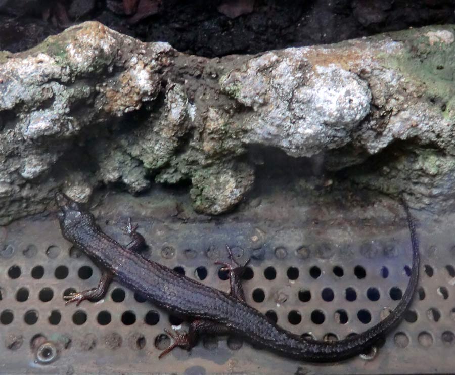 Chinesischer Wasserskink im Zoologischen Garten Wuppertal im November 2014