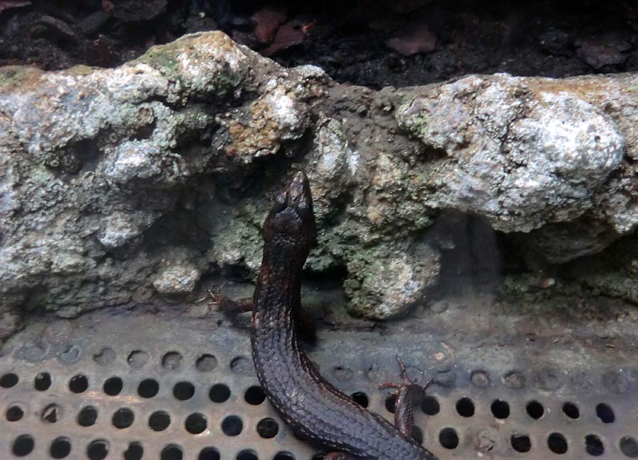 Chinesischer Wasserskink im Grünen Zoo Wuppertal im November 2014