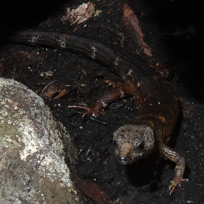 Chinesischer Wasserskink im Wuppertaler Zoo im Februar 2015