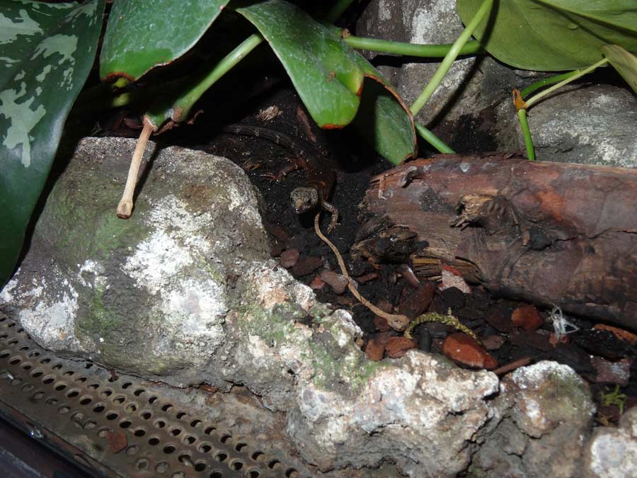 Chinesischer Wasserskink im Wuppertaler Zoo im Februar 2015