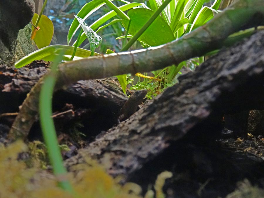 Chinesischer Wasserskink im Zoo Wuppertal im März 2015