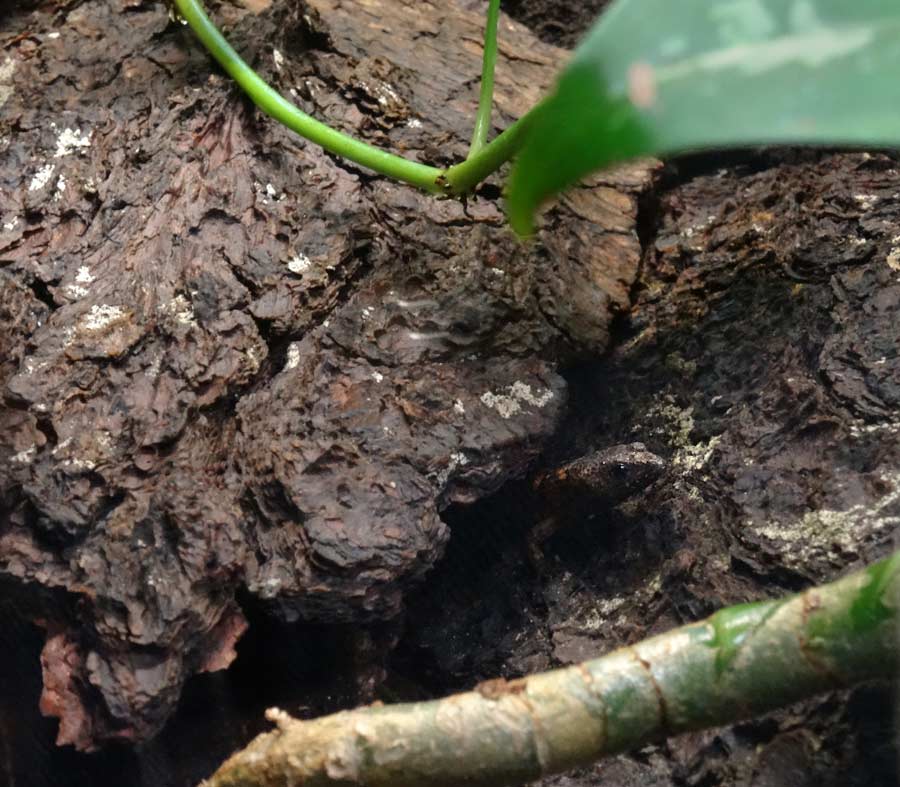 Chinesischer Wasserskink im Zoologischen Garten Wuppertal im März 2015