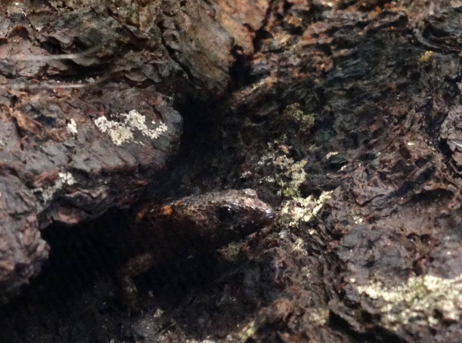 Chinesischer Wasserskink im Grünen Zoo Wuppertal im März 2015