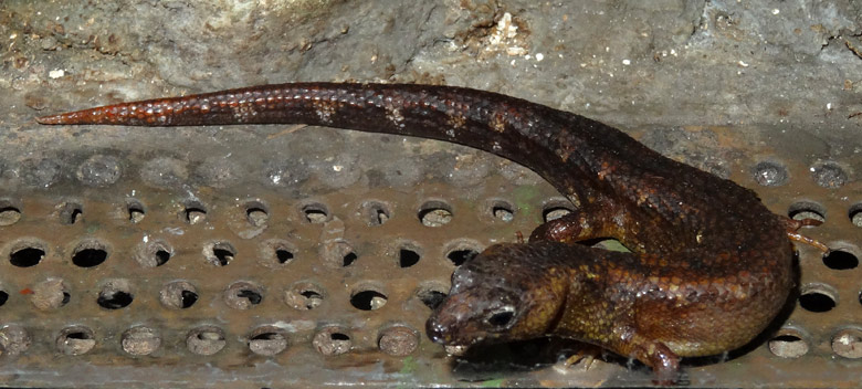 Ein Chinesischer Wasserskink am 4. Februar 2017 im Terrarium im Zoologischen Garten der Stadt Wuppertal