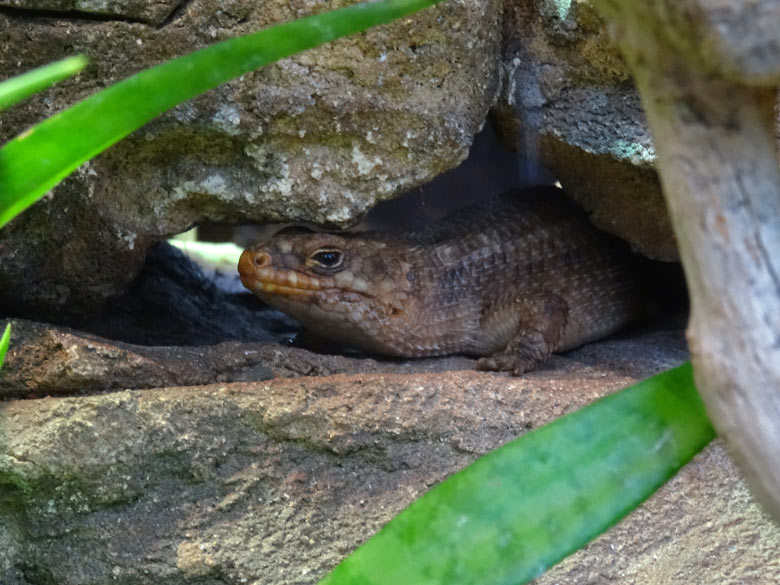 Hosmer's Stachelschwanz Skink am 28. April 2017 im Zoologischen Garten der Stadt Wuppertal