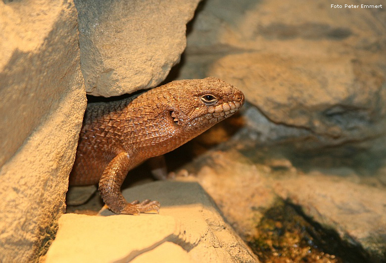 Stachelskink im Zoologischen Garten Wuppertal im März 2007 (Foto Peter Emmert)