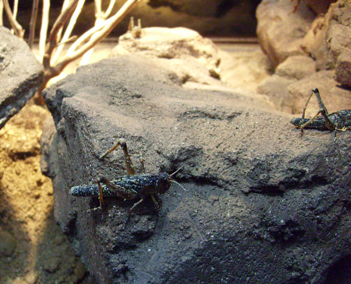 Stachelskink im Zoo Wuppertal im Dezember 2008