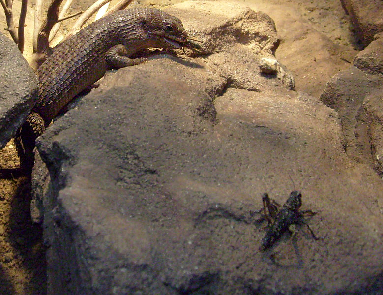 Stachelskink im Wuppertaler Zoo im Dezember 2008