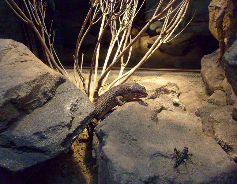 Stachelskink im Wuppertaler Zoo im Dezember 2008