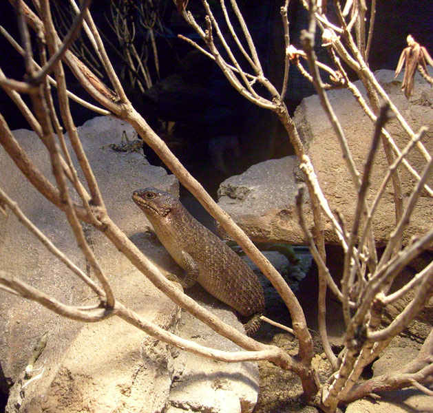 Stachelskink im Zoo Wuppertal im Dezember 2008