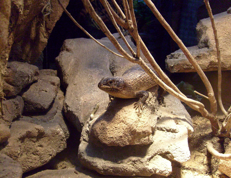 Stachelskink im Zoologischen Garten Wuppertal im Dezember 2008