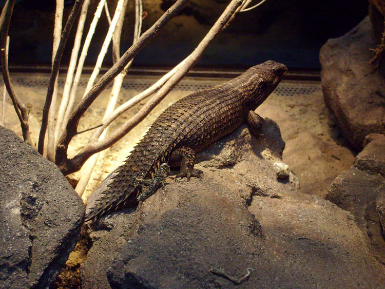 Stachelskink im Wuppertaler Zoo im Dezember 2008