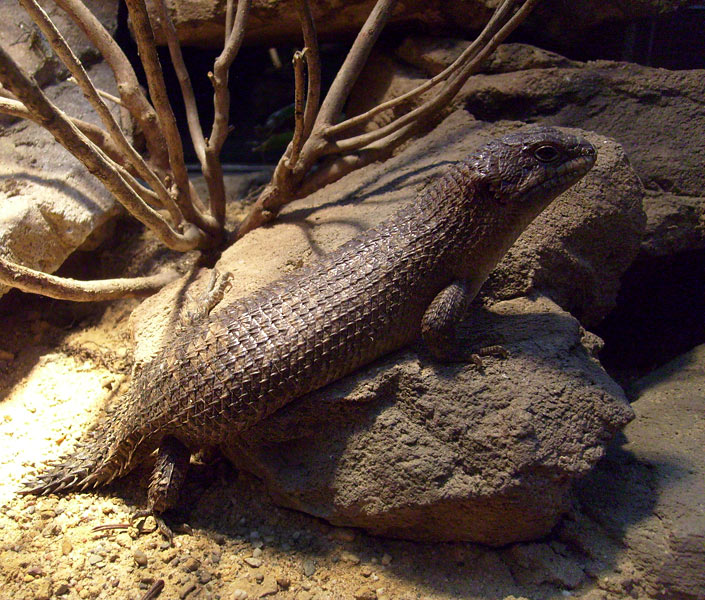 Stachelskink im Zoo Wuppertal im Dezember 2008