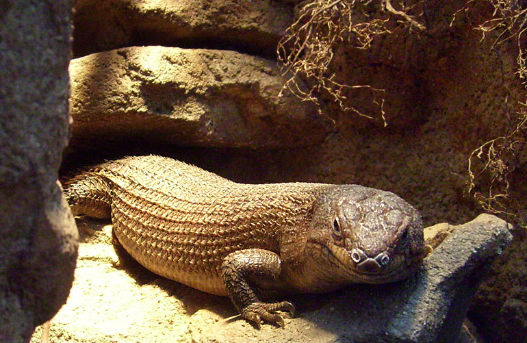 Stachelskink im Zoologischen Garten Wuppertal im Dezember 2008