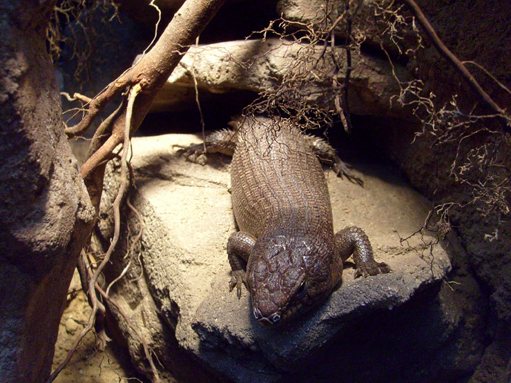 Stachelskink im Wuppertaler Zoo im Dezember 2008