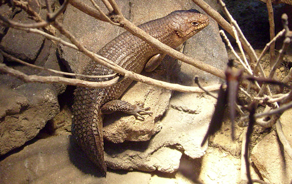 Stachelskink im Wuppertaler Zoo im Dezember 2008