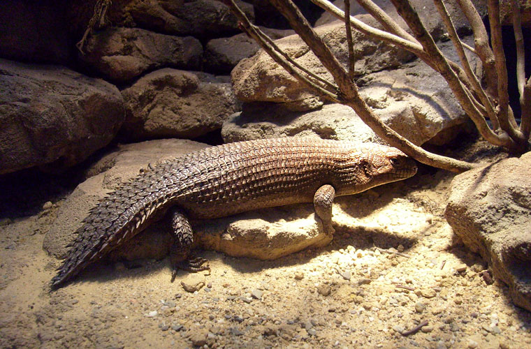 Stachelskink im Zoo Wuppertal im Dezember 2008