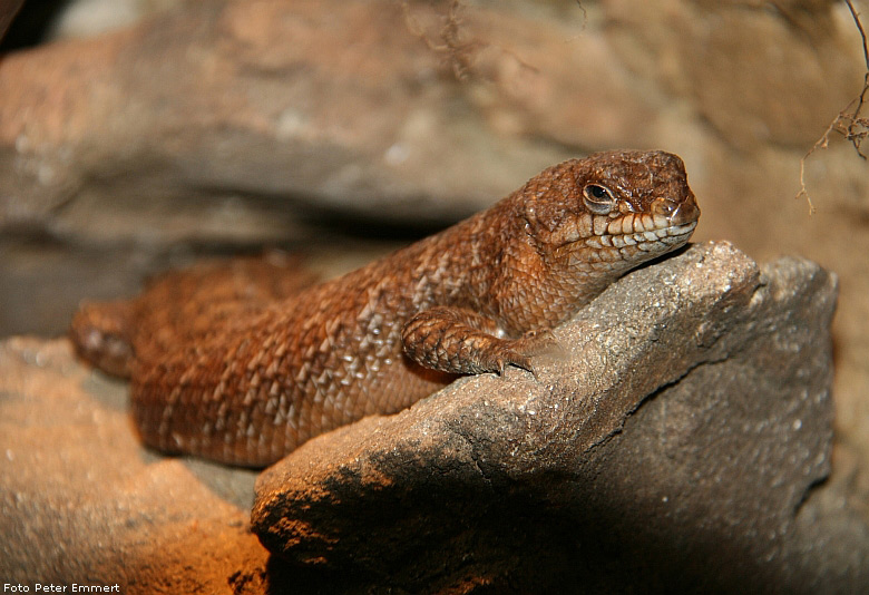 Stachelskink im Zoologischen Garten Wuppertal im Februar 2009 (Foto Peter Emmert)