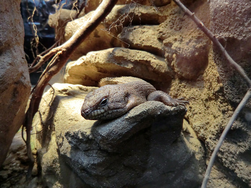 Stachelskink im Zoologischen Garten Wuppertal am 3. Februar 2012