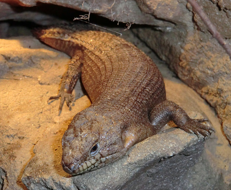 Stachelskink im Wuppertaler Zoo am 3. Februar 2012