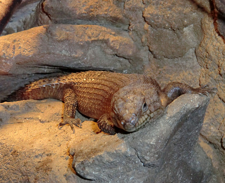 Stachelskink im Zoo Wuppertal am 3. Februar 2012