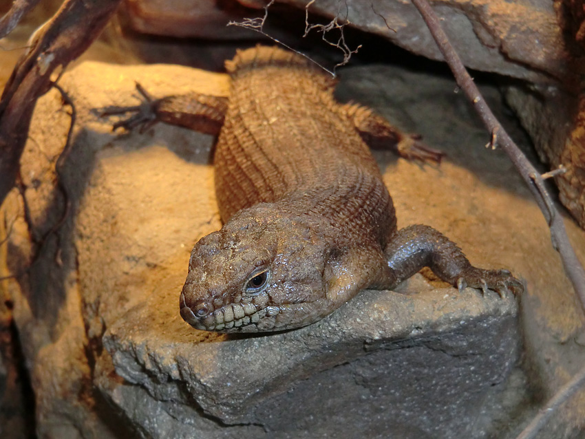 Stachelskink im Zoologischen Garten Wuppertal am 5. Februar 2012