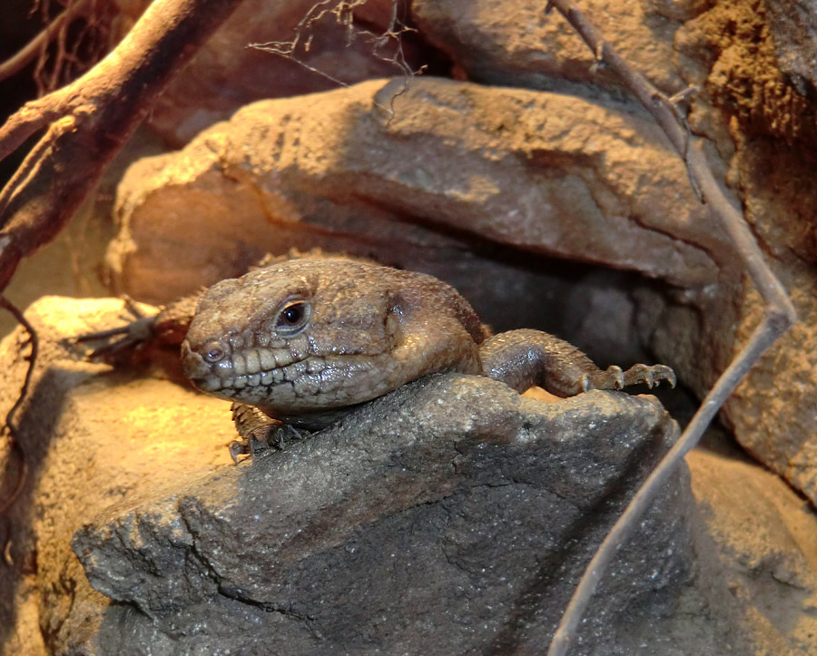 Stachelskink im Wuppertaler Zoo am 5. Februar 2012