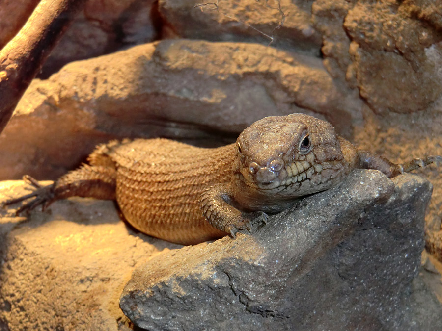 Stachelskink im Zoo Wuppertal am 5. Februar 2012